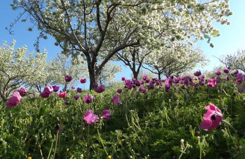 Arodamos Guesthouse - Foto 4