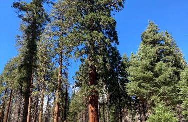 Little Bear Lodge - Foto 37