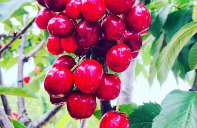 Monte das Cerejas - Foto 55