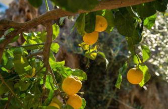 Physis Country House Near Matala Beach & Faistos - Foto 35