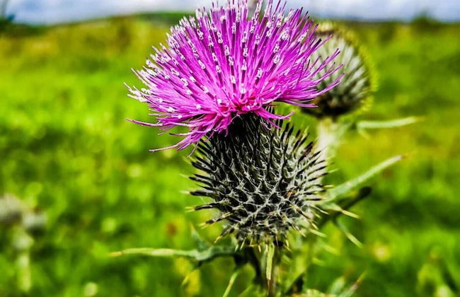 The Snuggly Sheep Shepherd Hut Campview Farm Stay - Foto 28