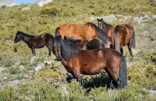 Casa da Fonte - Branda da Aveleira - Foto 31