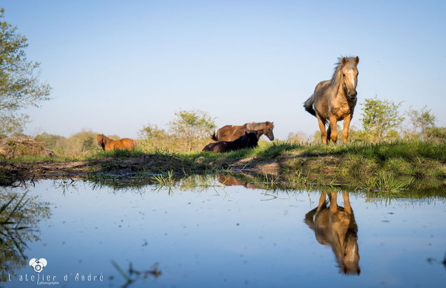 Le Domaine de La Barre - Photo 56