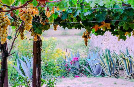 Tenuta Bartoli - Foto 10