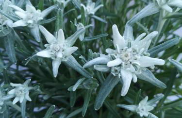 Ferienwohnung Alpenherz - Photo 40