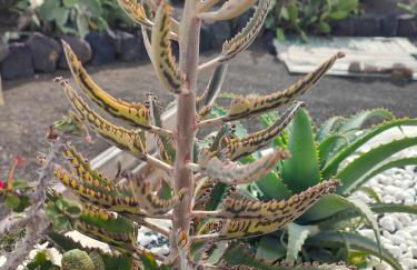 Las Casitas Masdache - Foto 52