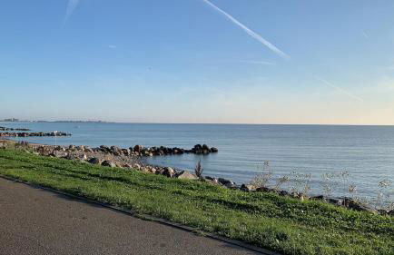 Küstenläufer - Foto 11