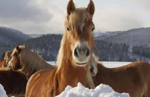 Haflinger Reiterhof Meura - Foto 12