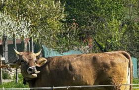 Agriturismo La Betulla - Photo 9