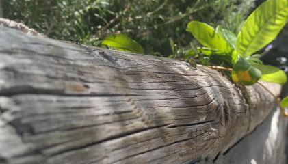 Finca La Ladera - Foto 2, Garden