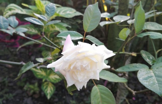 Louislyn Apartments - Photo 35