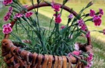 Agroturystyka Golubie - Foto 68