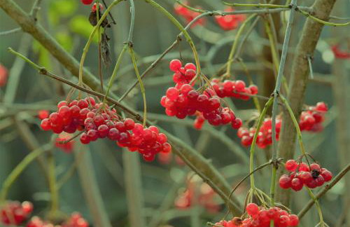 Białowieski Dworek do 10 Gości - Foto 35