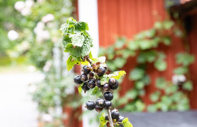 2 bedroom House in Jämjö with garden - Photo 17