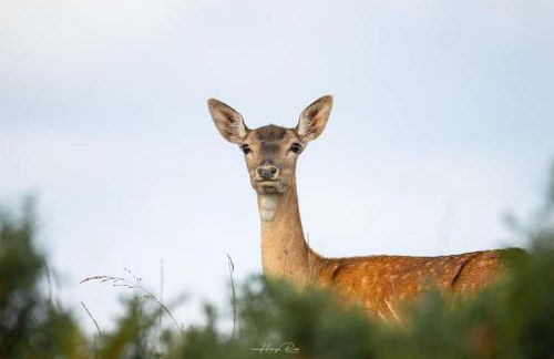 Beautiful New Forest Hideaway - Foto 26