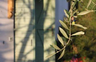 Bio Agriturismo Montemenardo Apartments - Foto 24