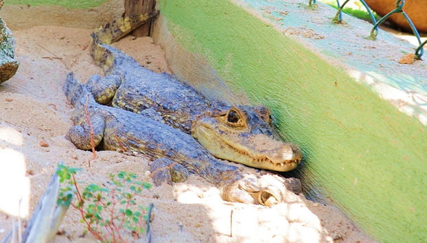 Aruba Fauna Tour - Foto 3