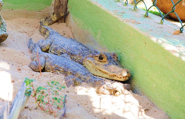 Aruba Fauna Tour - Foto 3
