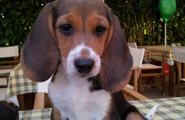 Agriturismo Le Clementine - Foto 20