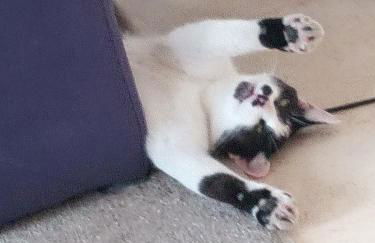 Ferienwohnung Schwalbennest - Foto 51