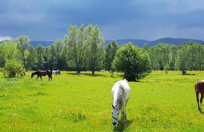 Zacisze pod Śnieżką - Foto 12