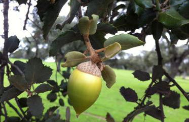 Cortijo Charcollana - Foto 39