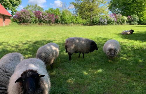 Gutshof Rothensande - Foto 14