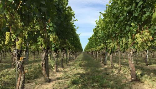 Ferien- Und Winzerhof Simon - Foto 3