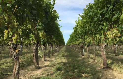 Ferien- Und Winzerhof Simon - Foto 3