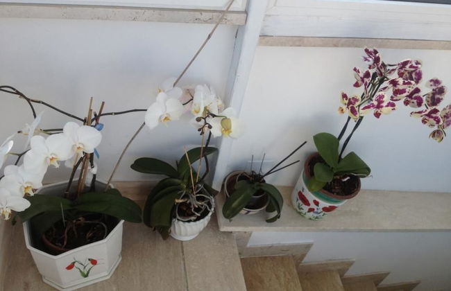 Guest House La Piazzetta - Foto 25