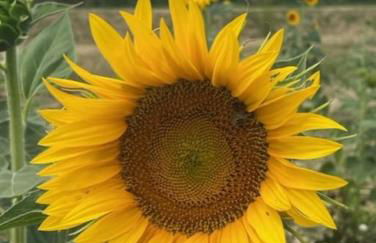 Villa of Golden Light - Foto 42