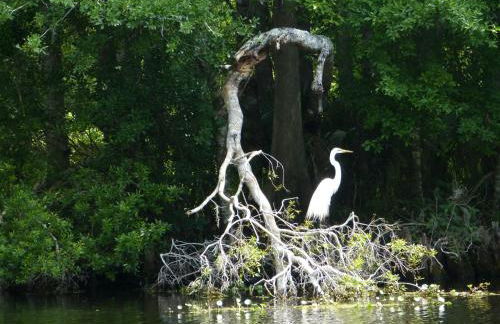 Wise Owl Retreat on the River - Foto 29