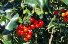 Apartamentos Les Texuques II - Foto 20