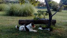 Apartment Greta - Foto 2, Garden