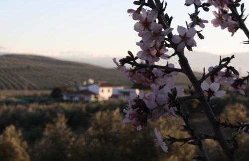 Casita of Casa Olivar - Foto 27