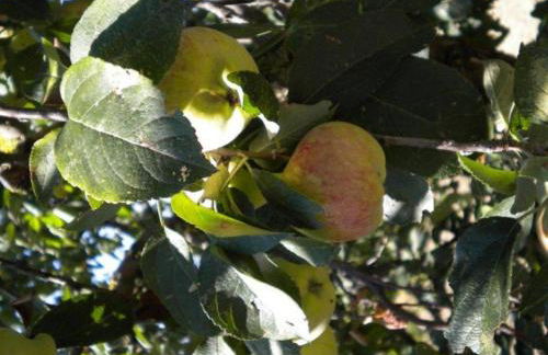 Agriturismo Il Melo - Foto 31