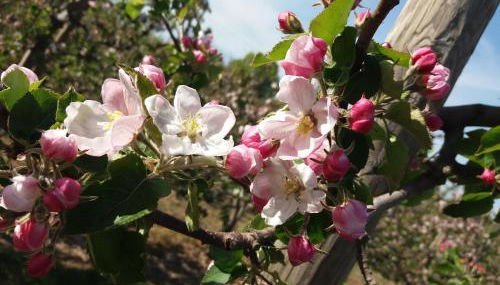 Das Apfelhaus - Photo 5