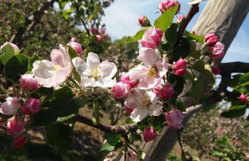 Das Apfelhaus - Photo 5