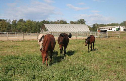 Agriturismo Fano's Farm - Foto 43