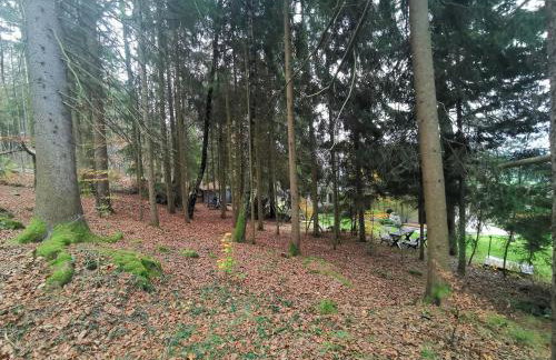 Ferienwohnungen Kremser bei Spiegelau Eppenschlag - Foto 50