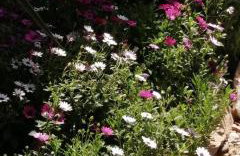 Cozy Apollon Villa, Sea View, Next To Galaxidi - Photo 65