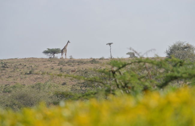 Nyati Hill Cottages - Foto 43