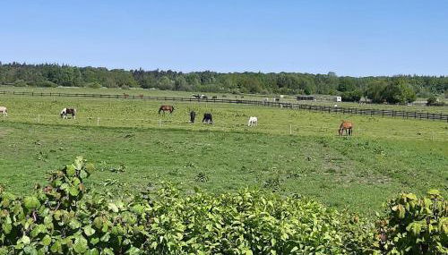 Wiesenblick - Foto 3