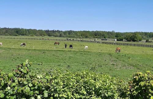 Wiesenblick - Foto 3