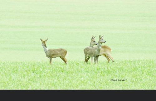 Gnaden- und Ferienhof Saale Wittgenstein in the middle of gar nix - Foto 70