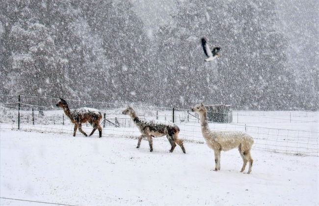 Maydena Mountain Cabins - Foto 36