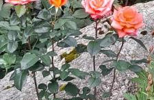 Ostoja Kamionki - Foto 27