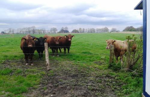 Best of Kollmar - Apartment mit Terrasse für 2 Personen absolut ruhig - Foto 14