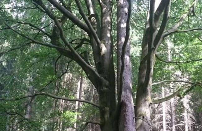 Daumler "house Am Weisswald" - Foto 21