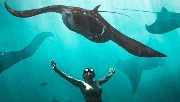 Snorkeling Manta Ray Tour - Foto 5